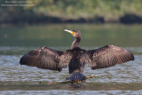 Great Cormorant - Cormorano (Phalacrocorax carbo sinensis)