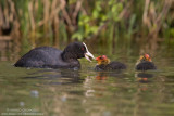 Coot - Folaga (Fulica atra)