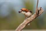 Woodchat Shrike - Averla Capirossa (Lanius senator badius)