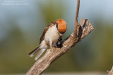 Woodchat Shrike - Averla Capirossa (Lanius senator badius)
