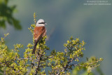 Red-backed Shrike - Averla piccola (Lanius collurio)