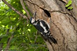 Great Spotted Woodpecker - Picchio rosso maggiore (Dendrocopos major)