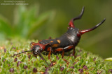 Anechura bipunctata