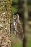 Pine Hawkmoth (Sphinx pinastri)