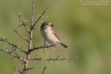 Red-backed Shrike - Averla piccola (Lanius collurio)