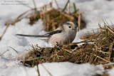 Long-tailed Tit - Codibugnolo (Aegithalos caudatus)