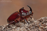European rhinoceros beetle - Scarabeo rinoceronte (Oryctes nasicornis)