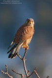 Kestrel - Gheppio (Falco tinnunculus)
