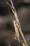 Oecanthus pellucens