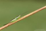 Conocephalus fuscus