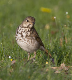 Hermit Thrush 0453