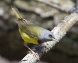 Mourning Warbler 0725