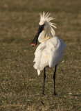 Lepelaar 6
