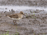 Temmincks Strandloper 2