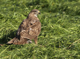Buizerd 25