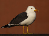 Kleine Mantelmeeuw 19