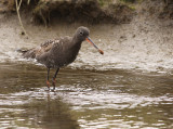 Zwarte Ruiter 2