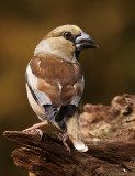 Appelvink 17