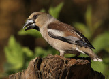 Appelvink 18