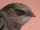 Gierzwaluw 11