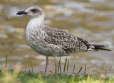 Geelpootmeeuw 5
