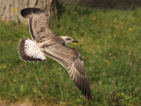 Geelpootmeeuw 7