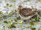 Watersnip 7