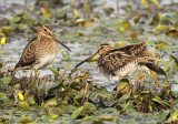 Watersnip 9