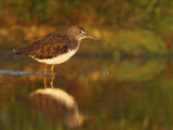 Witgat 7