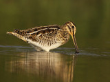Watersnip 10