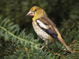 Appelvink 20