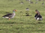Grauwe Gans GBG