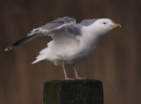 Pontische Meeuw 41