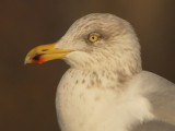 Zilvermeeuw 47