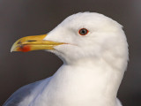 Pontische Meeuw 47