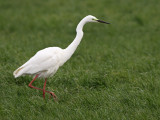Grote Zilverreiger 13