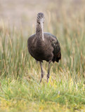 Zwarte Ibis frontal
