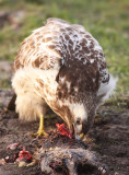 Buizerd 26