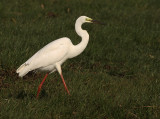 Grote Zilverreiger 14