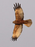 Bruine Kiekendief 12