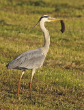 Blauwe Reiger 7