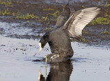 Meerkoet 8