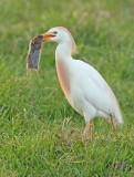 Koereiger 4