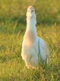 Koereiger frontal