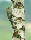 Grijskopspecht 2