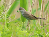 Sperwergrasmus 5