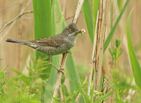 Sperwergrasmus 6