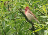 Roodmus 1