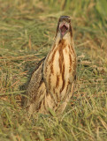 Roerdomp 49