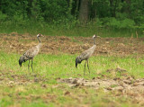 Kraanvogel 3